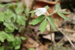 Anemonoides raddeana