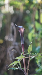 Arisaema serratum