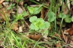 Chrysosplenium japonicum
