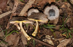 Agaricus rotalis