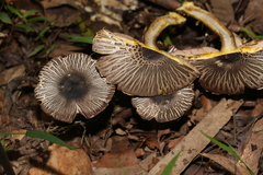Agaricus rotalis