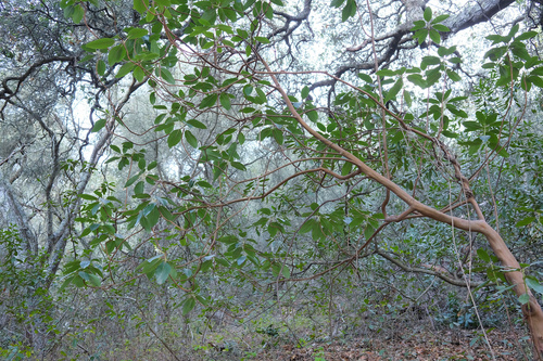 Pacific madrone (Arbutus menziesii)