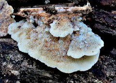 Elmerina cladophora