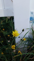 Asteraceae