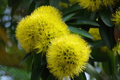 Xanthostemon chrysanthus