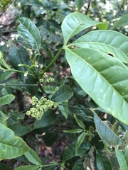 Melicope pteleifolia