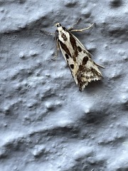 Epithymema incomposita