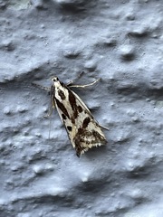 Epithymema incomposita