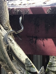Dendrelaphis