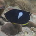 Keyhole Angelfish - Photo (c) Phil Benstead, some rights reserved (CC BY-NC), uploaded by Phil Benstead