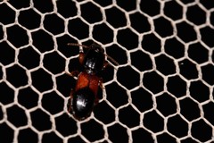 Clivina