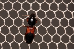 Clivina