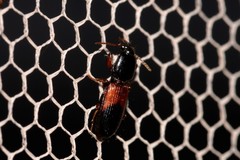 Clivina