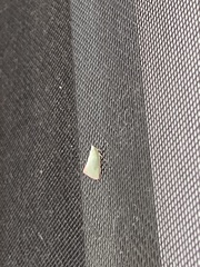 Colgaroides acuminata