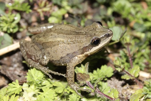 New Jersey Chorus Frog