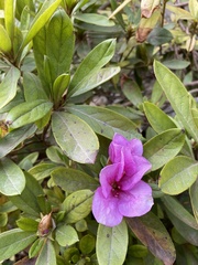 Rhododendron