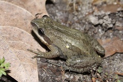 Pseudacris kalmi