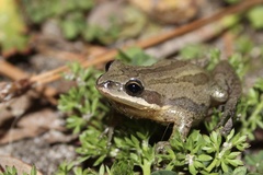 Pseudacris kalmi