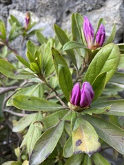 Rhododendron