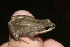 Pseudacris kalmi