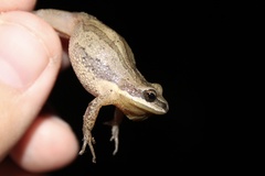 Pseudacris kalmi