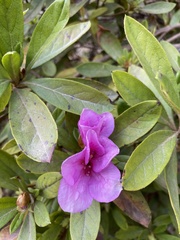 Rhododendron