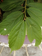 Aphananthe cuspidata