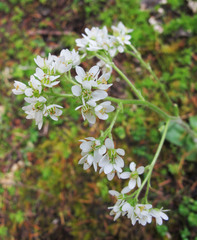 Micranthes hitchcockiana