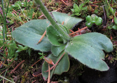 Micranthes hitchcockiana