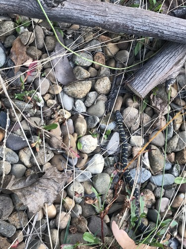 Broad-headed Snake sighting