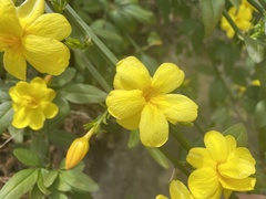 Magnoliopsida