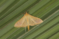 Epicorsia oedipodalis