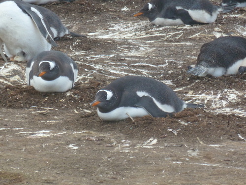 Gentoo Penguin