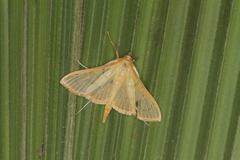 Epicorsia oedipodalis