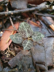 Anoectochilus yatesiae
