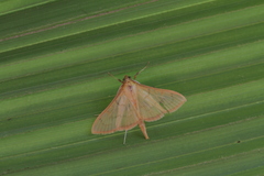 Epicorsia oedipodalis