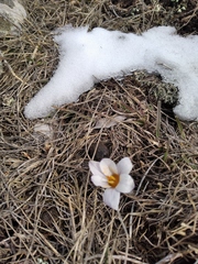 Crocus tauricus