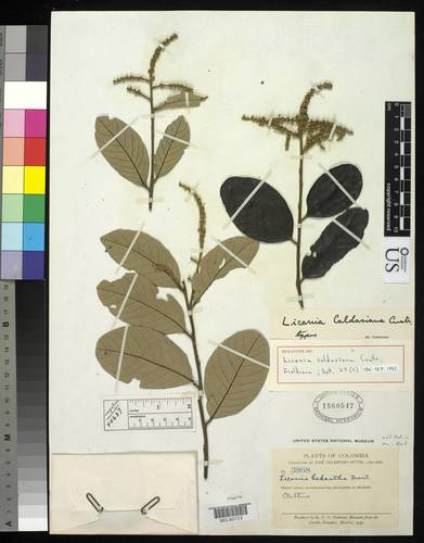 Licania caldasiana