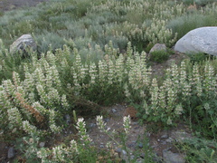 Panzerina canescens