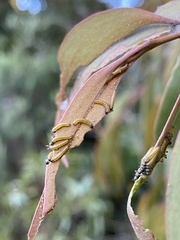 Delias harpalyce