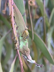 Delias harpalyce