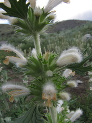 Panzerina canescens