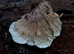 Elmerina cladophora