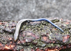 Plestiodon brevirostris