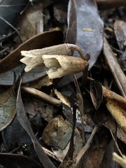 Gastrodia flexistyla