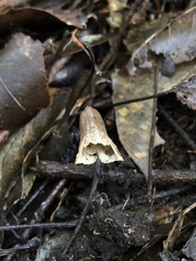 Gastrodia flexistyla