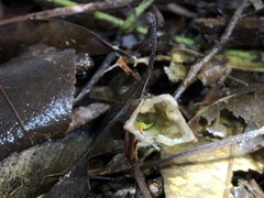 Gastrodia flexistyla