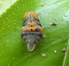 Ocyptamus gastrostactus