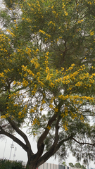 Acacia confusa