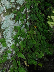 Pleopeltis minima